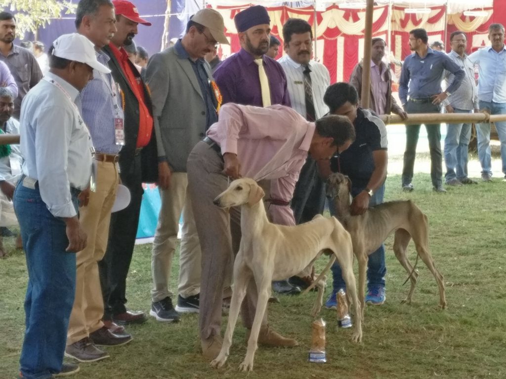 Championship Dog Show at Bangalore turns spotlight on Indian breeds