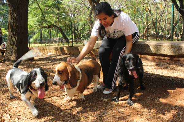 How to stop your adult dog from pulling on their leash