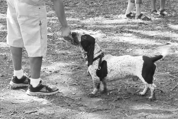 Know your Basic Animal Handling Tips