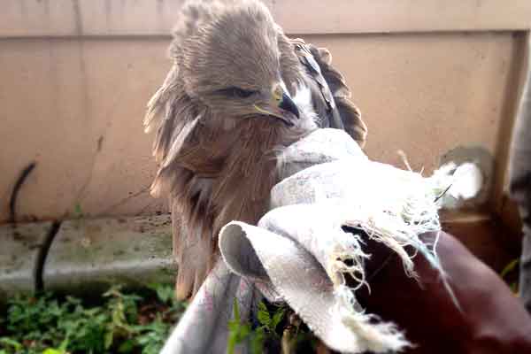How to handle an injured bird