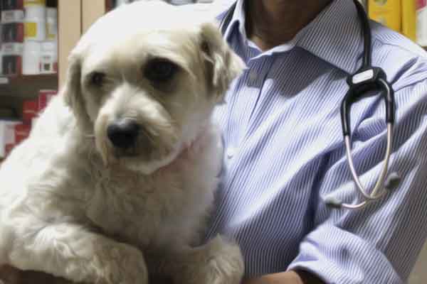 Preparing your dog for the clinic visit