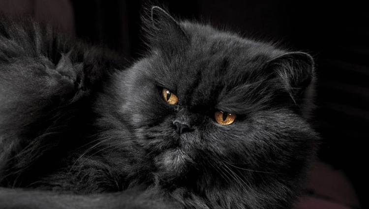 Causes for sudden aggression in cats