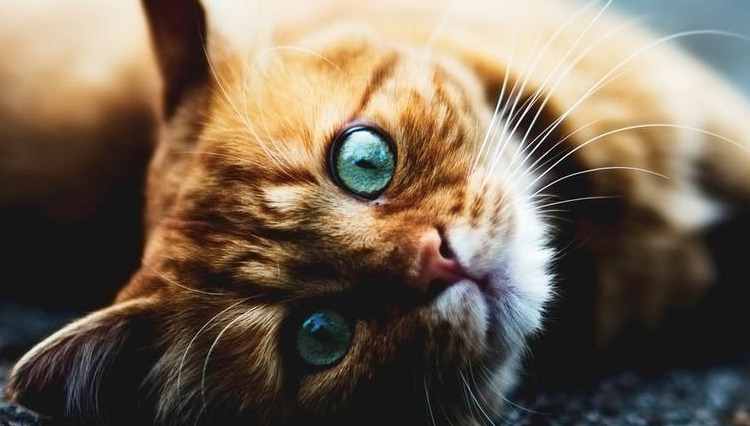 Feline Pneumonia in cats