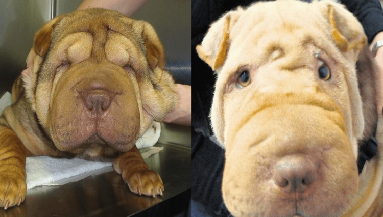 Plastic surgery for pets, anyone?