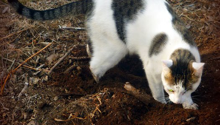 Why do cats cover their poop?