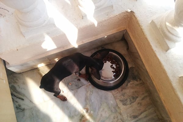 Add fiber to improve your pet’s health