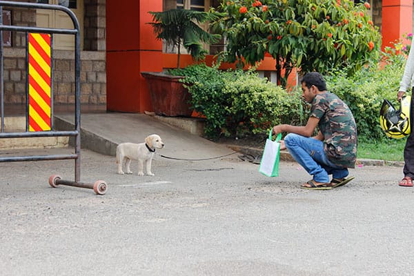 5 things your pet teaches you