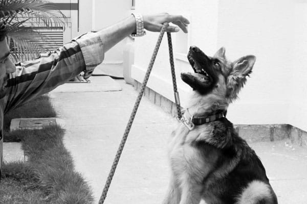 Deworming, Rewarding & Punishing – Necessary Evil to Pet Parenting :)