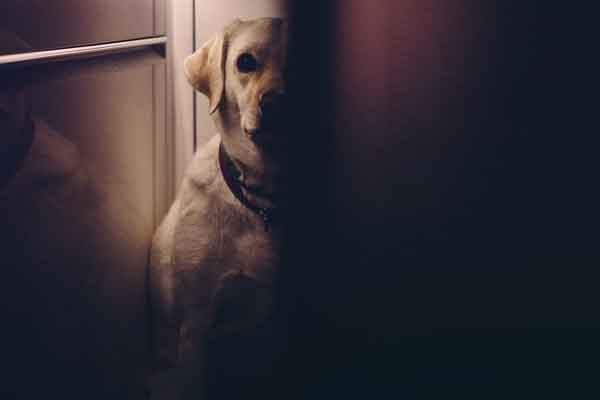 separation anxiety in dogs