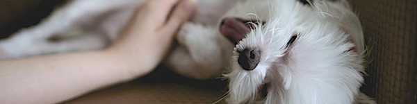 Why does my puppy itch?