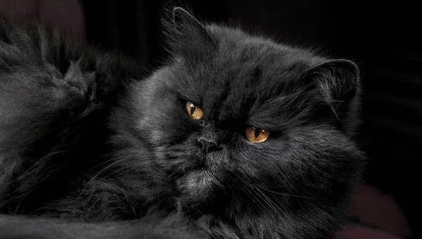 Causes for sudden aggression in cats