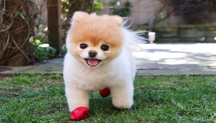 Meet Boo, ‘The Cutest Dog in the World’