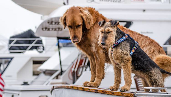 Small vs large dog breeds: Which live longer and why?