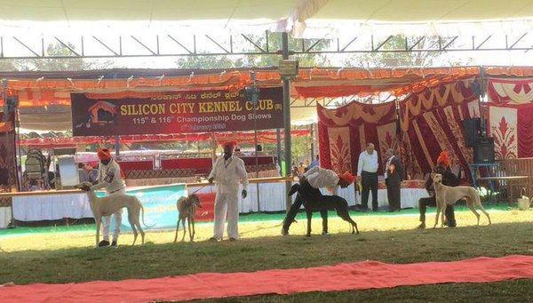 SKC Dog Show