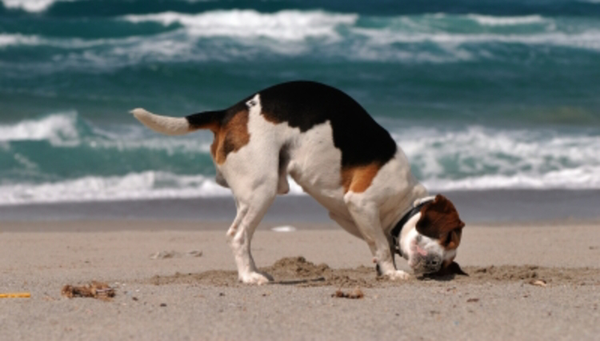 Why do dogs hide food and toys?