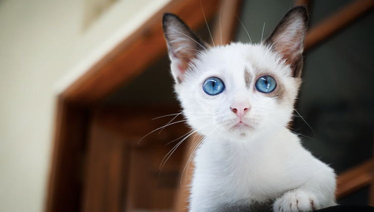 Do kittens eyes change colour?
