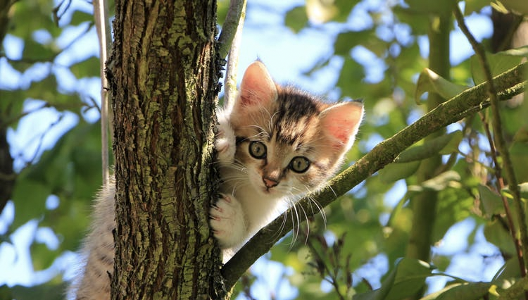 What is the ideal age to bring home a kitten?