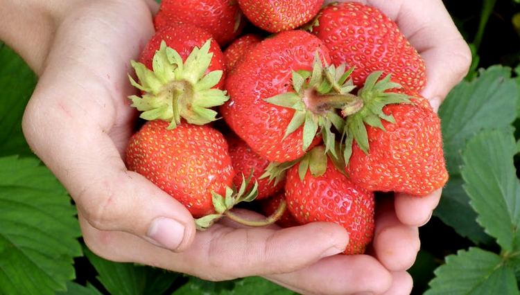 Can dogs eat strawberries?