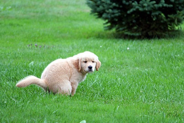 puppy pooping