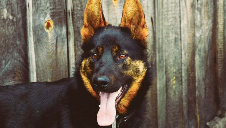 german shepherd