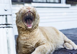 cat teeth